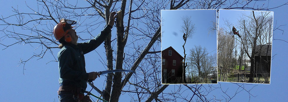 Tree Climbers